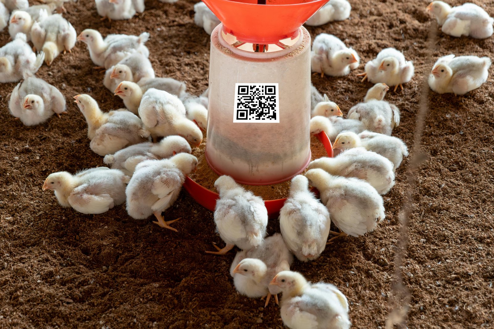 Day-old chicks around a feeder with an AgTag stuck on the front