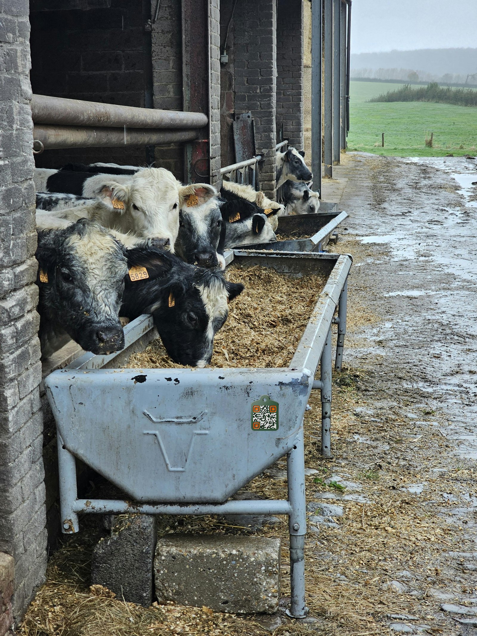 Line of feeding troughs along a barn wall with an AgTag attached