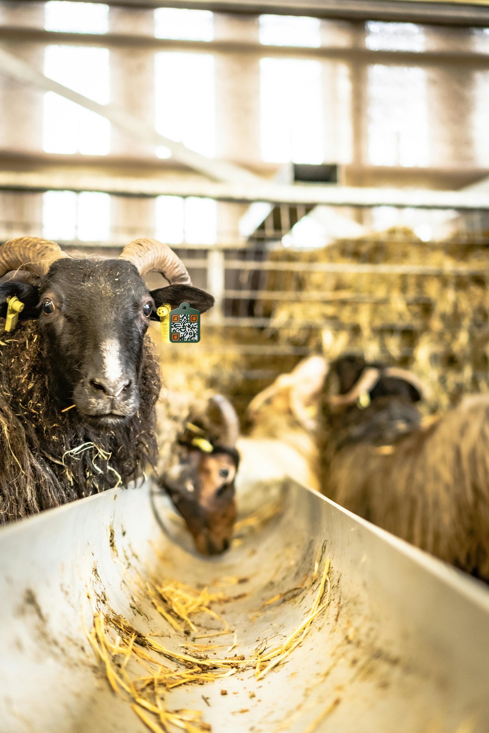 Sheep at a feeder with an AgTag in its ear